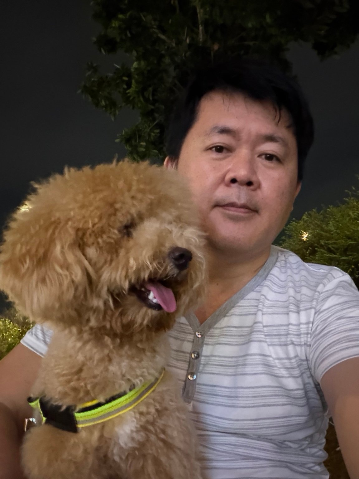 Your apricot poodle wearing its bright yellow-green collar